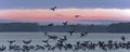 Wild geese in winter against the background of the rising sun Royalty Free Stock Photo