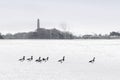 Wild geese in winter against the background of the rising sun Royalty Free Stock Photo