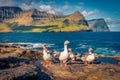 Wild geeses on the Atlantic coast. Spectacular summer scene of outskirts of Vidareidi village, Vidoy island.