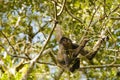 Wild Geoffreys Spider Monkey Hanging from Tree Royalty Free Stock Photo