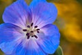 Wild Geranium