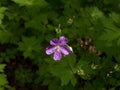 Wild Geranium in Dark Woods Royalty Free Stock Photo