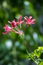 Wild geranium flower Royalty Free Stock Photo