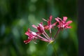 Wild geranium flower Royalty Free Stock Photo