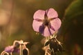 Wild Geranium flower Royalty Free Stock Photo