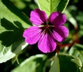 Wild geranium