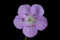 Wild geranium flower in isolation. Royalty Free Stock Photo