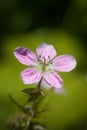 Wild Geranium Flower - Macro Image Royalty Free Stock Photo