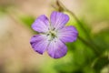 Wild Geranium Flower Smoky Mountains National Park Tennessee Royalty Free Stock Photo