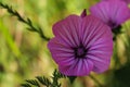 Wild geranium flower with vibrant background Royalty Free Stock Photo