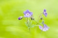 Wild Geranium flowers Royalty Free Stock Photo