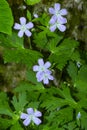 Wild geranium flowers at Blackledge Falls in Glastonbury, Connecticut Royalty Free Stock Photo