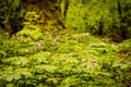 Wild Geranium Flowers Bloom At The Base of Large Tree Royalty Free Stock Photo