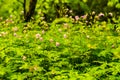 Wild Geranium Flowers Bloom On Thick Forest Floor Royalty Free Stock Photo