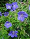 Wild geranium Flowers Blue