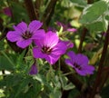 Wild geranium flowers in dappled shade and sunlight. Royalty Free Stock Photo