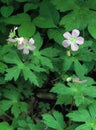 Wild Geranium Flowers Royalty Free Stock Photo