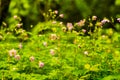 Wild Geranium Flowers Twist Together On Forest Floor Royalty Free Stock Photo