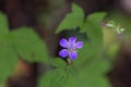 Wild Geranium Geranium maculatum blooming in green field Royalty Free Stock Photo