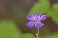 Wild Geranium Geranium maculatum blooming in green field Royalty Free Stock Photo