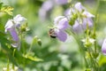 Wild Geranium maculatum, pink flower with honey bee