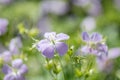 Wild Geranium maculatum, flowering in the sun