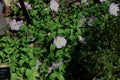 Wild Geranium, Geranium maculatum, with pink flowers blooming in the spring in Wisconsin Royalty Free Stock Photo