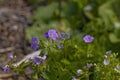Wild geranium (Geranium maculatum) Royalty Free Stock Photo