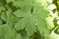 wild geranium leaves Royalty Free Stock Photo