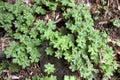 Wild Geranium Leaves or common geranium. Floral pattern Royalty Free Stock Photo