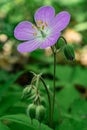 Wild Geranium Maculatum