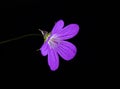 Wild geranium, violet flower on black background, still life photography Royalty Free Stock Photo