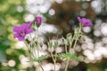 Wild geranium in a natural setting. Also known as Geranium maculatum, spotted geranium, it is a perennial plant Royalty Free Stock Photo