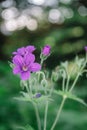 Wild geranium in a natural setting. Also known as Geranium maculatum, spotted geranium, it is a perennial plant Royalty Free Stock Photo