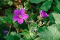 Wild geranium in a natural setting. Also known as Geranium maculatum, spotted geranium, it is a perennial plant Royalty Free Stock Photo