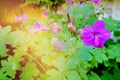 Wild geranium plant with lilac purple flower Royalty Free Stock Photo