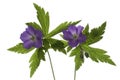 Wild Geranium on White Royalty Free Stock Photo