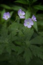 Wild geranium at White Memorial, Litchfield, Connecticut. Royalty Free Stock Photo