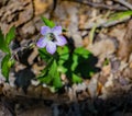 Wild Geranium Wildflower and Insect