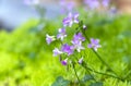 Wild Geraniums blooms small purple petals