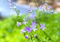 Wild Geraniums blooms small purple petals