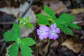 Wild Geraniums, Geranium maculatum Royalty Free Stock Photo