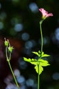 Wild Geraniums ~ Geranium Sanguineum Royalty Free Stock Photo