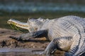 Gharial Crocodile Sunning and Digesting