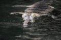 Wild Gharial Crocodile Swimming in the Water Royalty Free Stock Photo