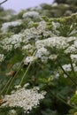 Wild giant Hogweed plant with flowering. Heracleum. Poisonous plant. A giant dangerous allergic plant grows in a field. Poisonous Royalty Free Stock Photo