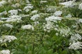 Wild giant Hogweed plant with flowering. Heracleum. Poisonous plant. A giant dangerous allergic plant grows in a field. Poisonous Royalty Free Stock Photo