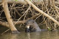 Wild Giant Otter Chewing Fish in River under Bush Royalty Free Stock Photo