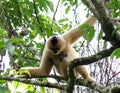 Wild Gibbon monkey Royalty Free Stock Photo