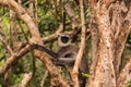 Wild Gibbon monkey in a tree, Yala National Park, Sri Lanka Royalty Free Stock Photo